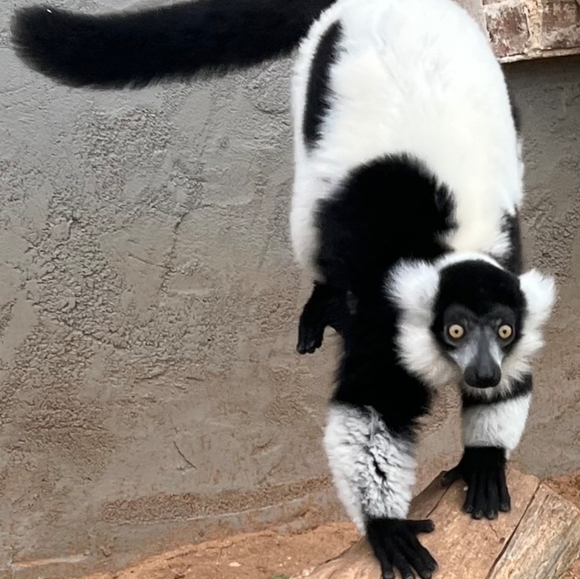 🐒 XL Black Crewneck Lemur Sweatshirt🧥 - Picture 6 of 16